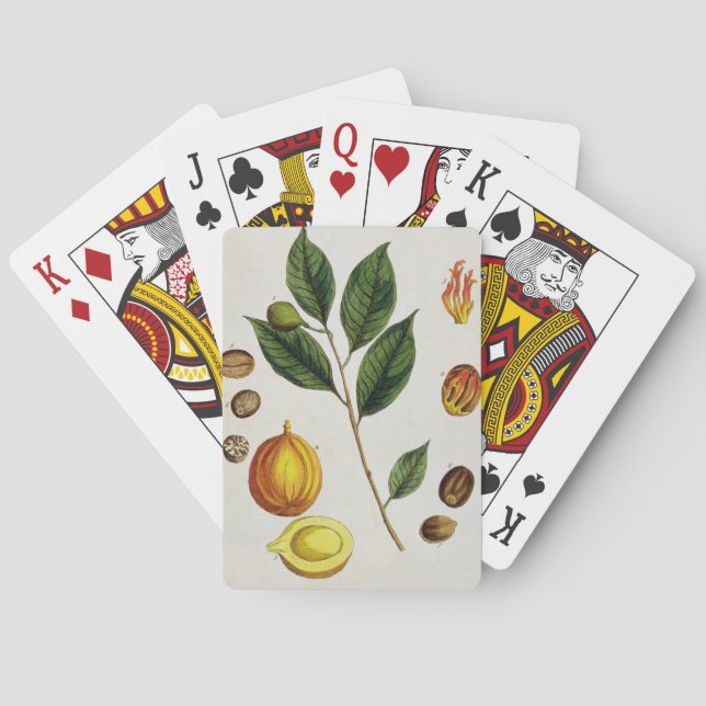 The Nutmeg, plate 353 from 'A Curious Herbal', pub Playing Cards (Back)