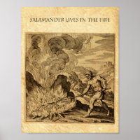 The OCCULT FIRE SALAMANDER