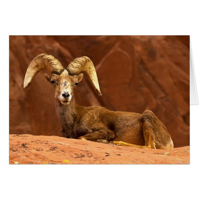 The Old Man (Front Horizontal)