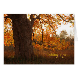 The Old Oak Tree