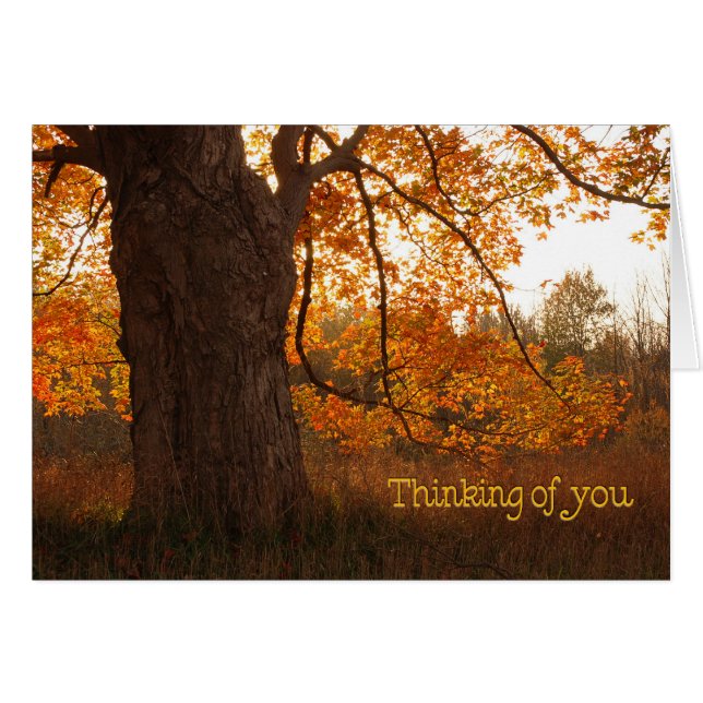 The Old Oak Tree (Front Horizontal)