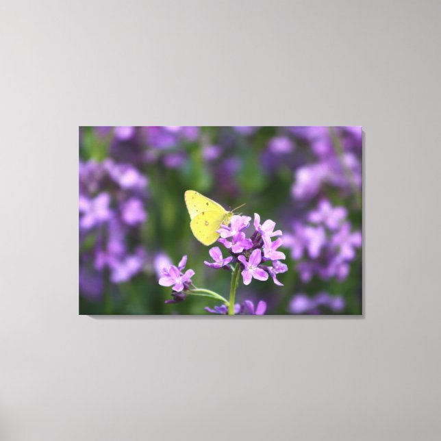 The One That Stands Out Butterfly Photography Art Canvas Print (Front)