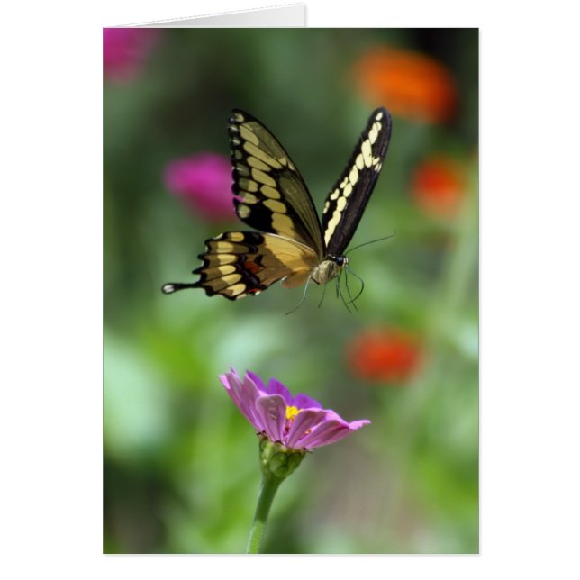 The One Who Soars (Front)