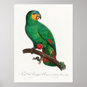 The Orange-Winged Amazon Poster