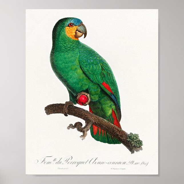 The Orange-Winged Amazon Poster (Front)