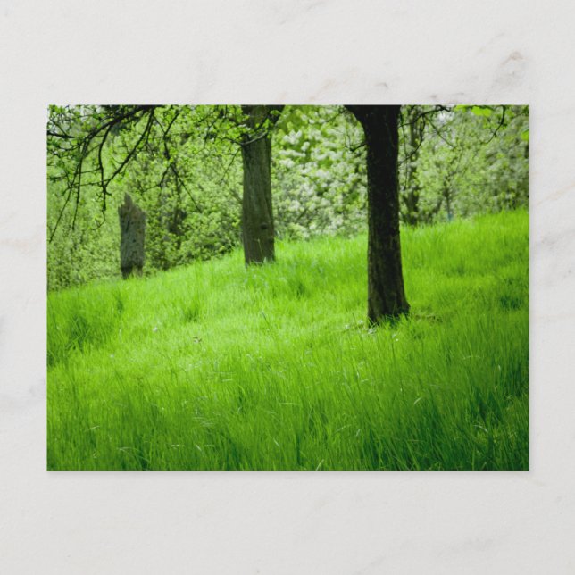 The Orchard Postcard (Front)