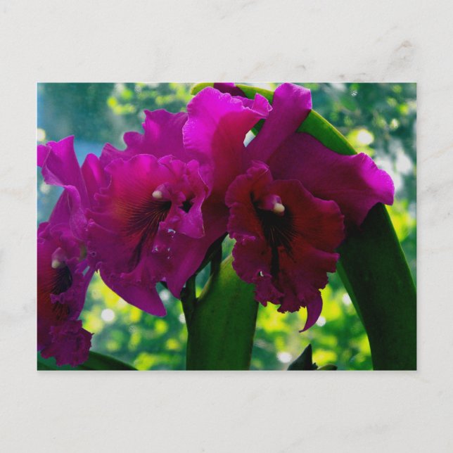 The Orchid Postcard (Front)