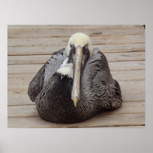 The Ornery Pelican Poster