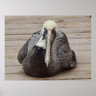 The Ornery Pelican Poster