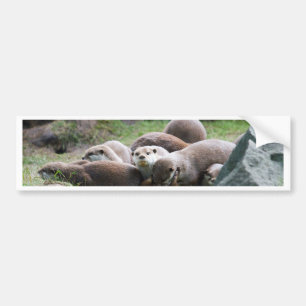 The otter family bumper sticker