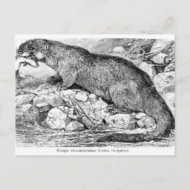 The Otter Postcard (Front)
