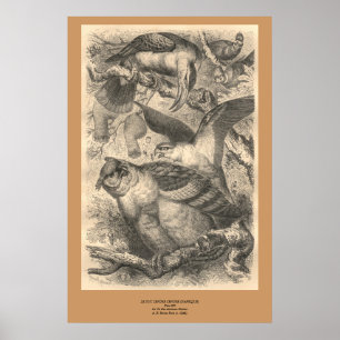 The Owls Poster