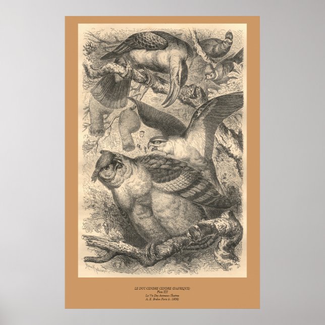 The Owls Poster (Front)