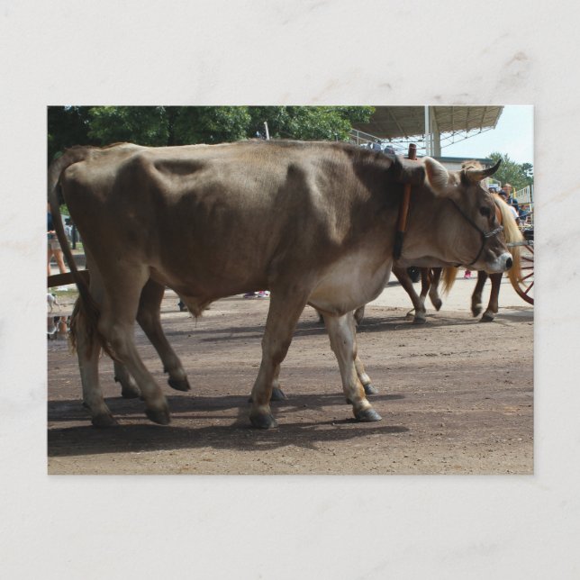 The Oxen Postcard (Front)