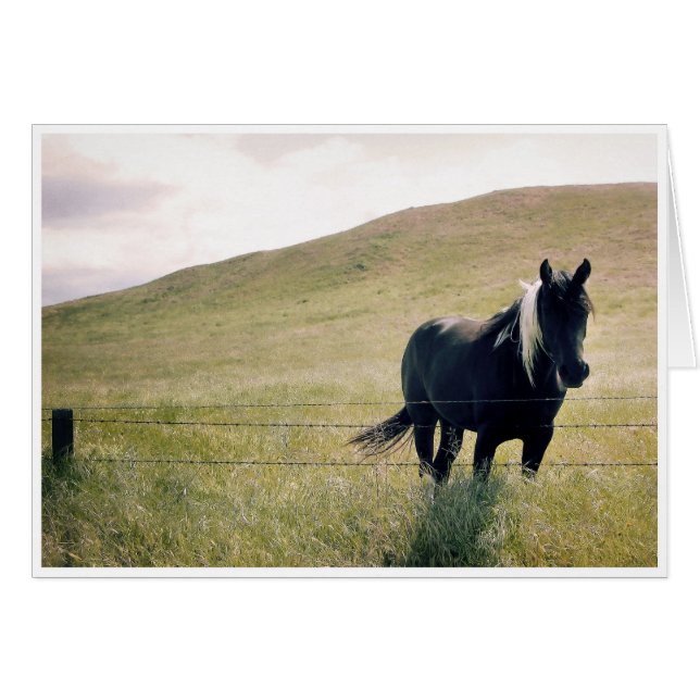 The Paint Horse (Front Horizontal)