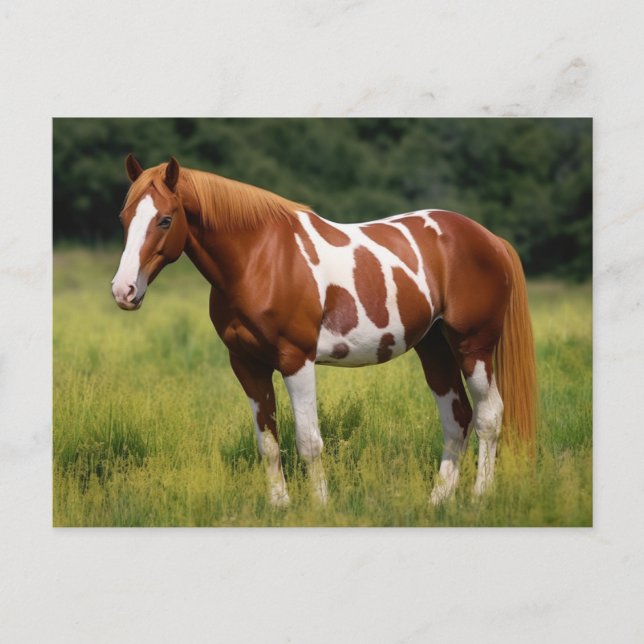 The Paint Horse Postcard (Front)