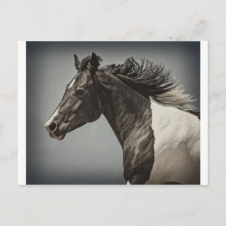 The Paint Postcard