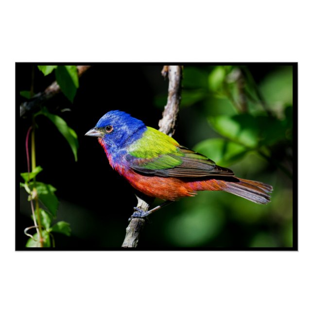The Painted Bunting. A very vibrant bird. Poster (Front)