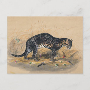The Painted Ocelot by Joseph Wolf Postcard