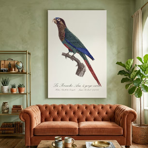 The Painted Parakeet, Pyrrhura Picta Canvas Print