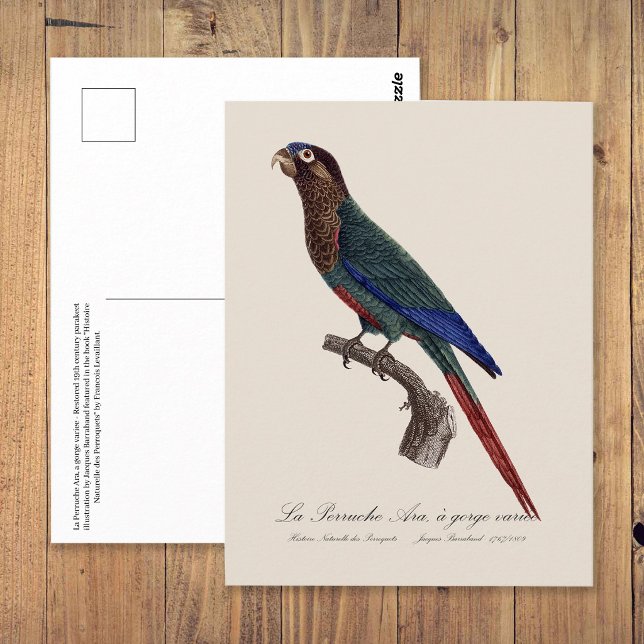 The Painted Parakeet, Pyrrhura Picta Postcard (The Painted Parakeet, Pyrrhura Picta. Postcard)