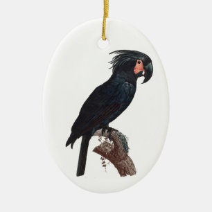The Palm Cockatoo, Probosciger aterrimus Parrot Ceramic Tree Decoration