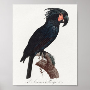 The Palm Cockatoo, Probosciger aterrimus Parrot Poster