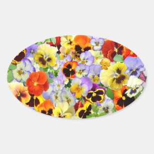 The Pansy Collection Oval Sticker
