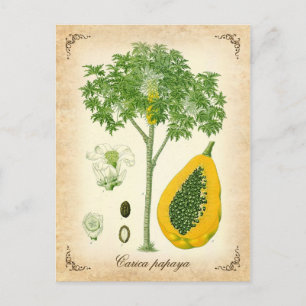 The Papaya - Vintage Illustration Postcard