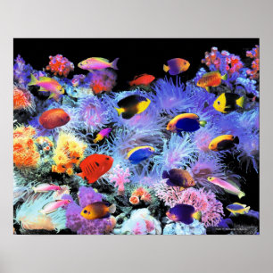 The Paradise of Centropyge Poster