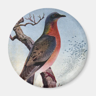 The Passenger Pigeon Magnet