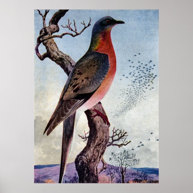 The Passenger Pigeon Poster (Front)