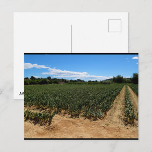 The Path Through the Onion Field Postcard