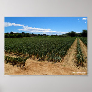 The Path Through the Onion Field Poster