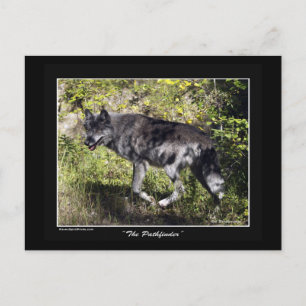 "The Pathfinder" Grey Wolf Post Card