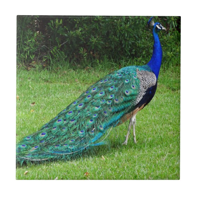 The Peacock Dance Tile (Front)