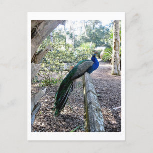 The Peacock Postcard