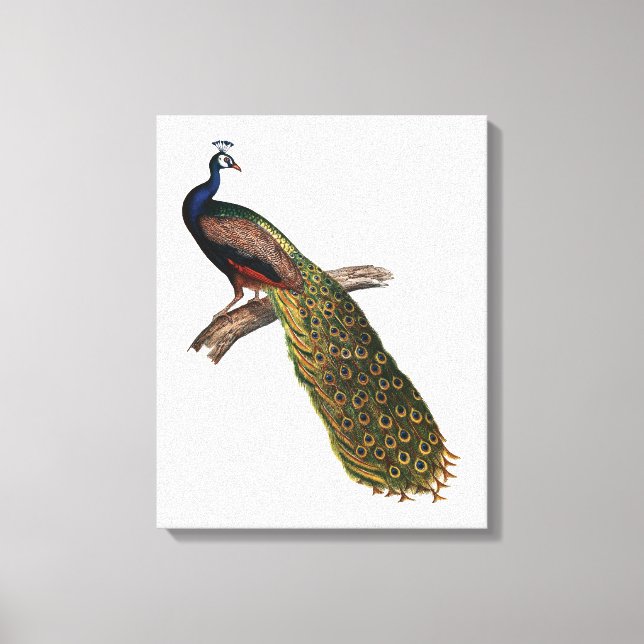The Peacock Symbolism Canvas Print (Front)