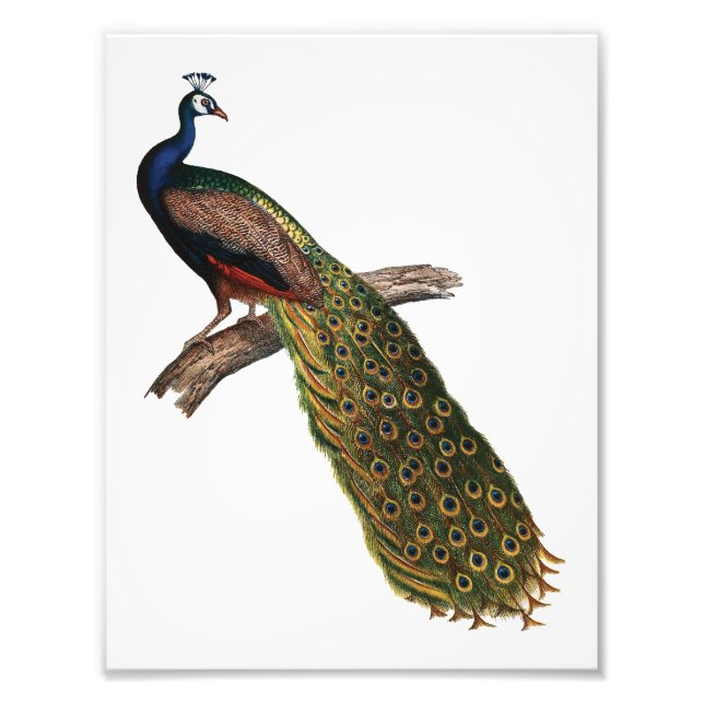 The Peacock Symbolism Photo Print (Front)
