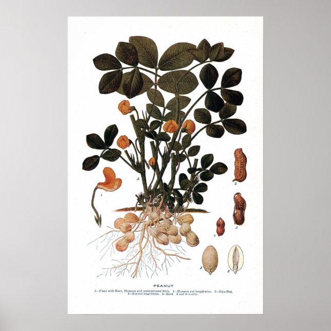 The Peanut Plant Poster (Front)
