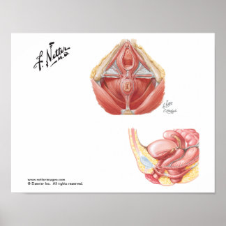 The Pelvic Floor Poster