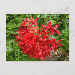 the Pentas Postcard