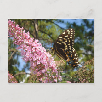 The Perfect Butterfly! Postcard