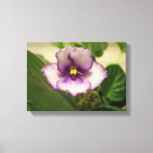 The Perfect Day Lily on Canvas Print