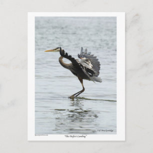 The Perfect Landing Blue Heron Gifts Postcard