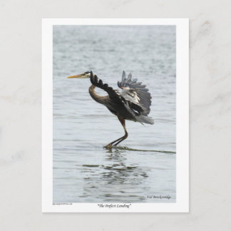 The Perfect Landing Blue Heron Gifts Postcard
