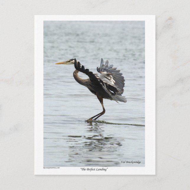 The Perfect Landing Blue Heron Gifts Postcard (Front)