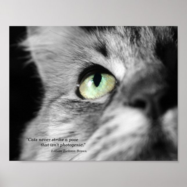 The Photogenic Cat Poster (Front)
