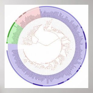 The Phylogenetic Tree of Life Circular Chart