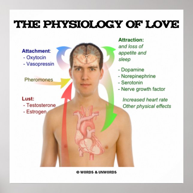 The Physiology Of Love (Symptoms Of Love) Poster (Front)